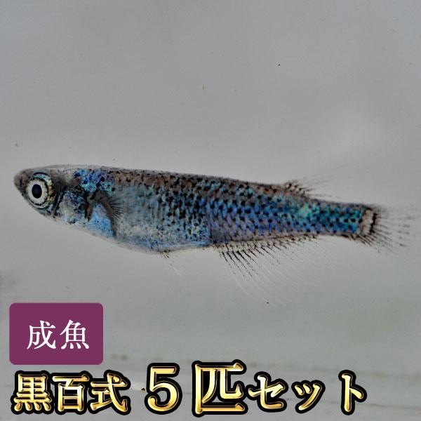 メダカ / 黒百式めだか 5匹セット