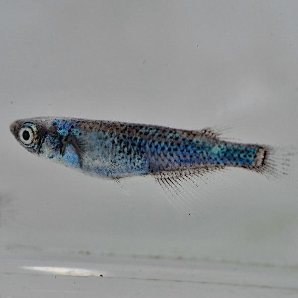 メダカ / 黒百式めだか Bグレード 10匹セット