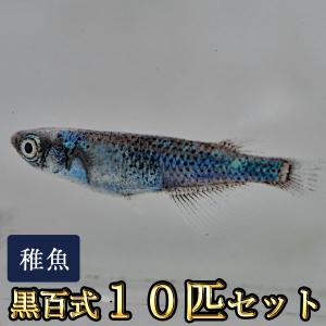 メダカ / 黒百式めだか 未選別 稚魚 SS-Sサイズ 10匹セット｜medakastory