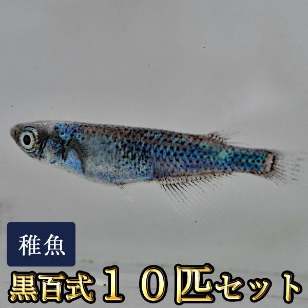 メダカ / 黒百式めだか 未選別 稚魚 SS-Sサイズ 10匹セット