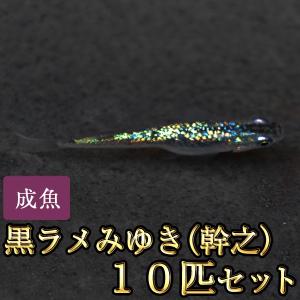 メダカ / 黒ラメみゆき（幹之）めだか 虹色ラメ 10匹セット