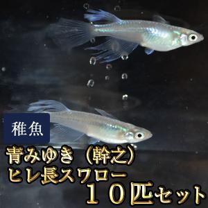 メダカ / 青みゆき（幹之）ヒレ長スワローめだか 松井系 未選別 稚魚 SS-Sサイズ 10匹セット｜medakastory