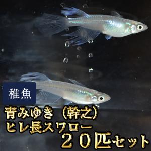 メダカ / 送料無料　青みゆき（幹之）ヒレ長スワローめだか 松井系 未選別 稚魚 SS-Sサイズ 20匹セット　（※沖縄は別途送料必要 ）｜medakastory