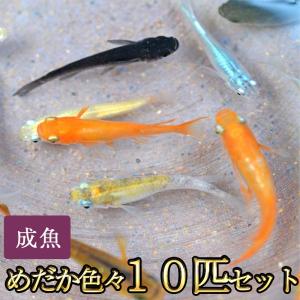 メダカ / 　めだか色々お楽しみ10匹セット　（※沖縄は別途送料必要）