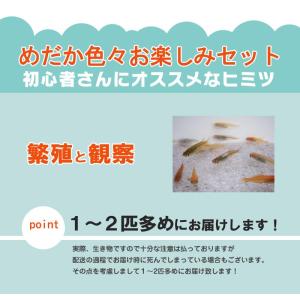 メダカ / 送料無料 めだか色々お楽しみ20匹...の詳細画像2