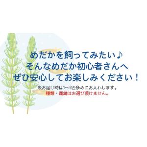 メダカ / 送料無料 めだか色々お楽しみ20匹...の詳細画像4