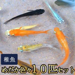 メダカ / めだか色々お楽しみ 稚魚 SS-Sサイズ 10匹セット