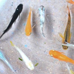 メダカ / 送料無料 めだか色々お楽しみ 稚魚...の詳細画像3