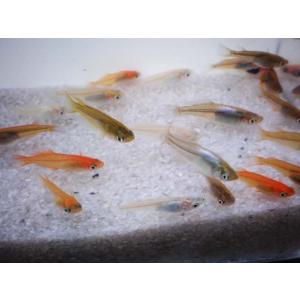 メダカ / 送料無料 めだか色々お楽しみ 稚魚...の詳細画像5