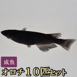 メダカオロチとはの商品一覧 通販 Yahoo ショッピング