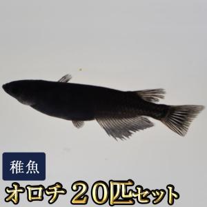 メダカ / 送料無料　オロチめだか 稚魚 SS-Sサイズ 20匹セット　（※沖縄は別途送料必要 ）｜medakastory