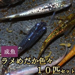 メダカ / 　ラメめだか色々お楽しみ10匹セット　（※沖縄は別途送料必要）