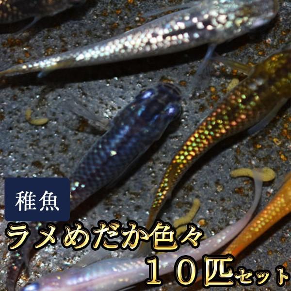 メダカ / 送料無料　ラメめだか色々お楽しみ 未選別 稚魚 SS-Sサイズ 10匹セット　（※沖縄は...