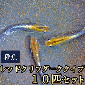 メダカ / 送料無料　レッドクリフめだか ダークタイプ 未選別 稚魚 SS-Sサイズ 10匹セット　（※沖縄は別途送料必要）　限定大特価｜medakastory