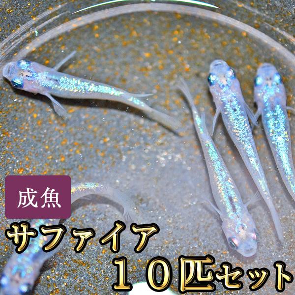 メダカ / サファイアめだか 10匹セット