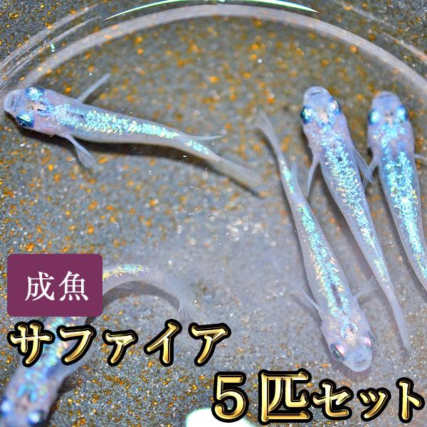 メダカ / サファイアめだか 5匹セット
