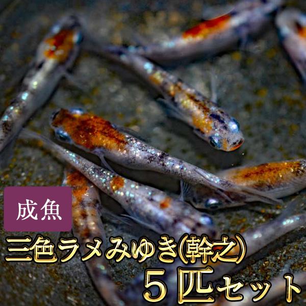 メダカ / 新系統 / 三色ラメみゆき（幹之）めだか 虹色ラメ 5匹セット