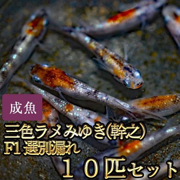 メダカ / 新系統 / 三色ラメみゆき（幹之）めだか 虹色ラメ F1 選別漏れ 10匹セット