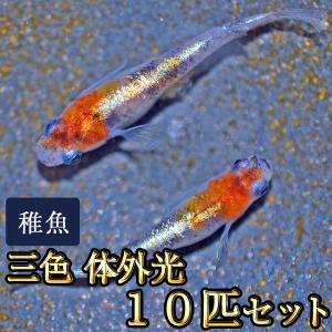 メダカ / 三色体外光めだか 未選別 稚魚 SS-Sサイズ 10匹セット｜medakastory