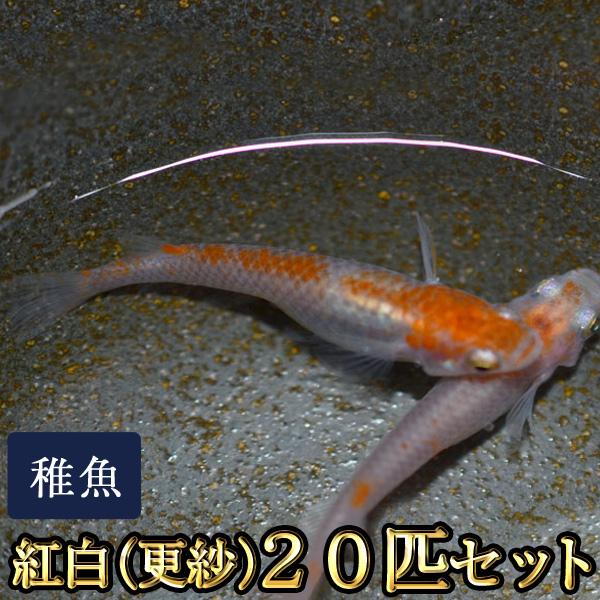 メダカ / 送料無料　紅白めだか 未選別 稚魚 SS-Sサイズ 20匹セット / 更紗　（※沖縄は別...