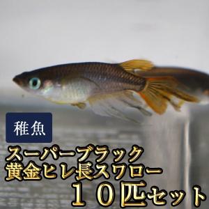 メダカ / スーパーブラック黄金ヒレ長スワローめだか