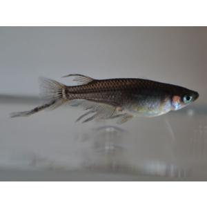 メダカ / スーパーブラックヒレ長スワローめだか 未選別 稚魚 SS-Sサイズ 10匹セット / 景虎
