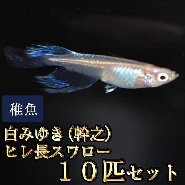 メダカ / 白みゆき（幹之）ヒレ長スワローめだか 松井系 未選別 稚魚 SS-Sサイズ 10匹セット