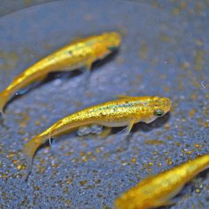 メダカ / サンシャインめだか 未選別 稚魚 ...の詳細画像2