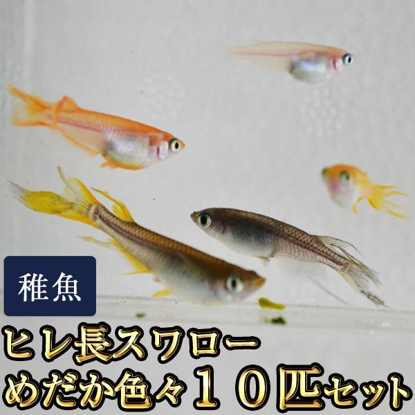 メダカ / 送料無料　ヒレ長スワローめだか色々お楽しみ 未選別 稚魚 SS-Sサイズ 10匹セット　...
