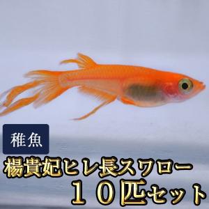 メダカ / 楊貴妃ヒレ長スワローめだか 未選別 稚魚 SS-Sサイズ 10匹セット