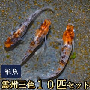 メダカ / 雲州三色めだか 未選別 稚魚 SS-Sサイズ 10匹セット