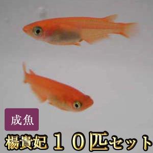 メダカ / 楊貴妃めだか 10匹セット / 楊貴妃メダカ