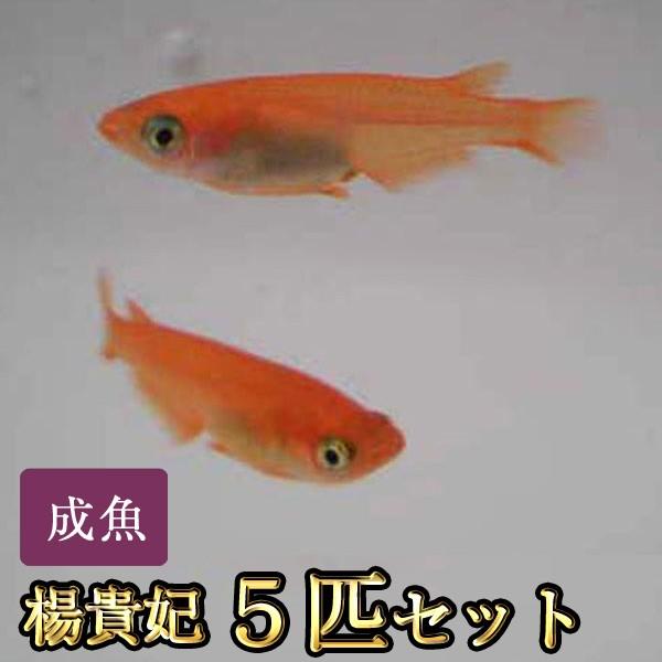 メダカ / 楊貴妃めだか 5匹セット / 楊貴妃メダカ