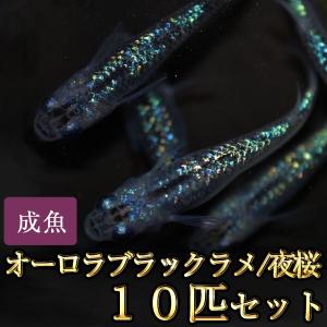 メダカ / オーロラブラックラメめだか 虹色ラメ 10匹セット