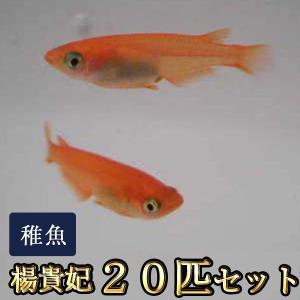 メダカ / 送料無料　楊貴妃めだか 稚魚 SS-Sサイズ 20匹セット / 楊貴妃メダカ　（※沖縄は別途送料必要）　限定大特価