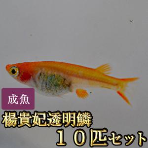 錦鯉稚魚販売の商品一覧 通販 Yahoo ショッピング