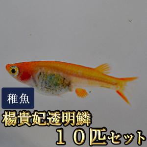 メダカ / 楊貴妃透明鱗めだか 未選別 稚魚 SS-Sサイズ 10匹セット｜medakastory