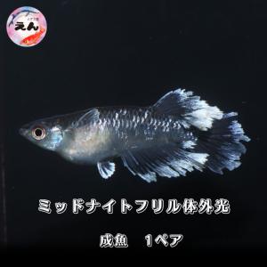 ミッドナイトフリル体外光　1ペア　メダカ