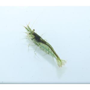 ミナミヌマエビ5匹の商品画像