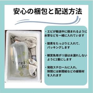ミナミヌマエビ 5匹 エビ ビオトープ メダカ...の詳細画像2