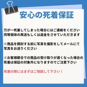 ミナミヌマエビ 5匹 エビ ビオトープ メダカ...の詳細画像3