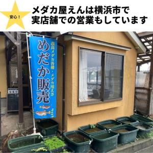 ミナミヌマエビ 5匹 エビ ビオトープ メダカ...の詳細画像4