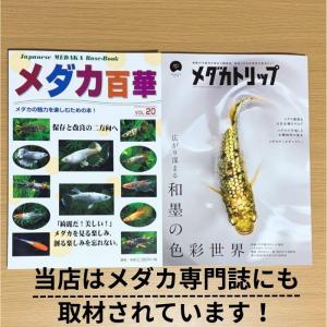ミナミヌマエビ 5匹 エビ ビオトープ メダカ...の詳細画像5