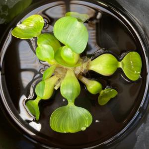 ミニホテイソウ（ミニホテイアオイ）　1株