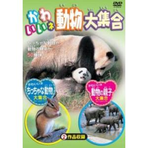 かわいいネ 動物大集合 中古 DVD ケース無::
