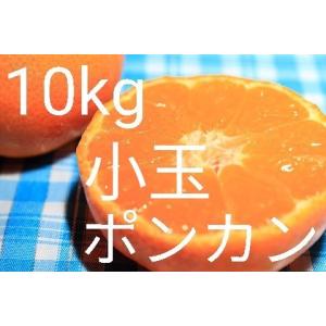 （送料無料）（小玉ポンカン・10kg）佐賀の甘くて美味しい小玉ポンカン（10kg）（訳ありご家庭用傷あり・ぽんかん）(送料無料は東北、沖縄、北海道を除きます。)