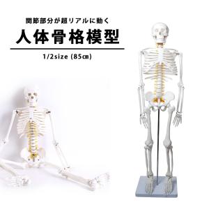 人体模型 骨格標本の商品一覧 通販 Yahoo ショッピング