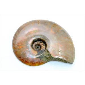 アンモナイト 宝石の商品一覧 通販 Yahoo ショッピング