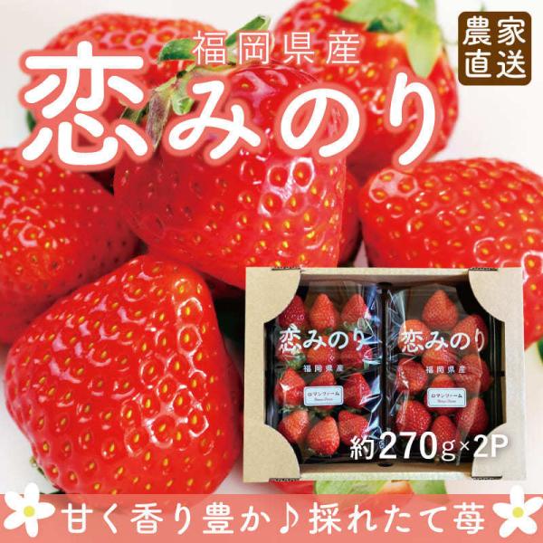 福岡県産 恋みのり いちご イチゴ 苺 朝採り 採れたて 新鮮 農家直送 産地直送 お取り寄せ 甘い...