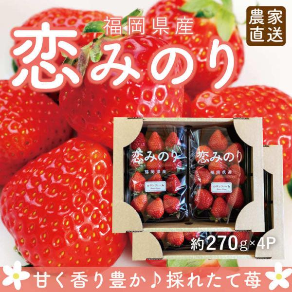 福岡県産 恋みのり いちご イチゴ 苺 朝採り 採れたて 新鮮 農家直送 産地直送 お取り寄せ 甘い...